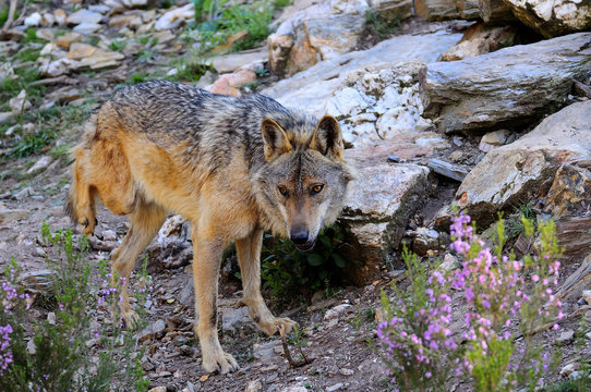 Iberian wolf