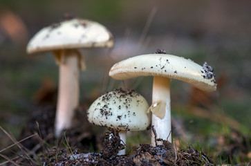 White mushrooms growing in a forest