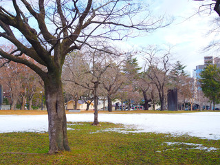 Big dry dark brown no leaf tree trunk on  yellow green grass field, white melting snow pile dirt stain in Japanese park, with forest bush and downtown business high tower building city background