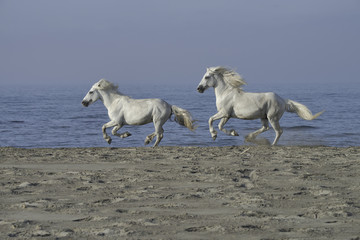 Fototapeta na wymiar White stallions running on the beach