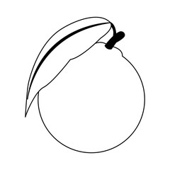 Orange citric fruit vector illustration graphic design