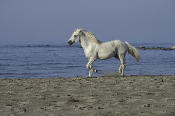 Fototapeta na wymiar White stallion running on the beach
