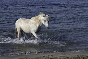 White stallion running through the ocean surf in Camargue, France