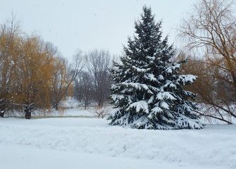 Fototapeta premium Winter Wonderland