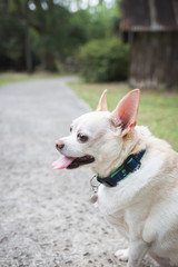 Big chihuahua sitting at the park