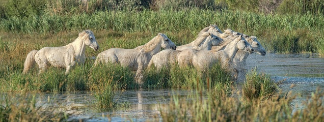 Herd of white stallions running through a marsh in Camargue, France