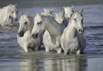 Fototapeta na wymiar Herd of White Horses Standing in the Water 
