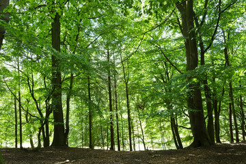 Green forest at sunny summer day
