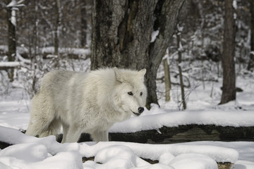 Arctic wolf in the snow