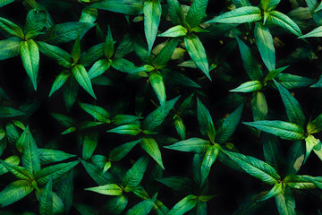 Green leaves background. Green leaves color tone dark  in the morning. 
