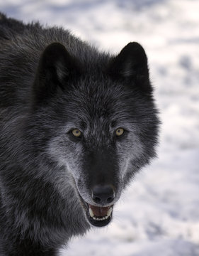 Close up of a Black Timber Wolf (also known as a Gray or Grey Wolf) in the snow © Lori Labrecque