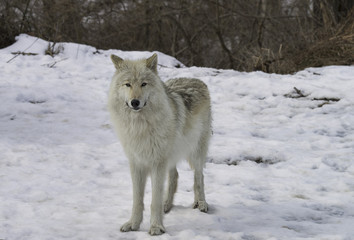 Timber Wolf (also known as a Gray or Grey Wolf) in the snow