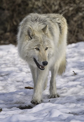 Obraz premium Gray wolf in the snow