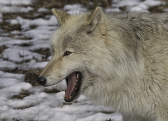 Naklejka premium Gray wolf in the snow