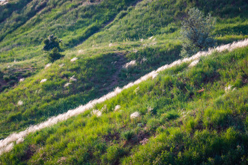 Fototapeta na wymiar Feather grass grows on the hillside at sunset
