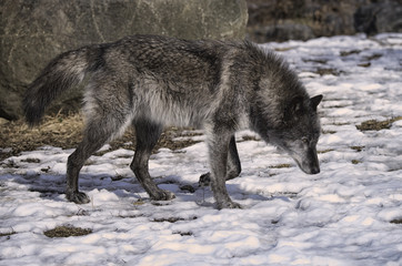 Gray wolf in the snow