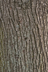 Baumstruktur
