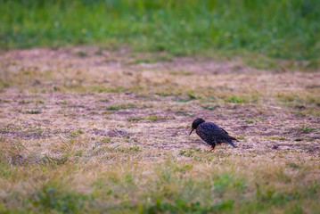 Black starling bird hunting on ground in the green grass