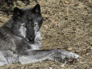 Black Timber Wolf (also known as a Gray or Grey Wolf) waking up from a nap