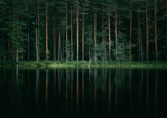 Peaceful Forest Pond