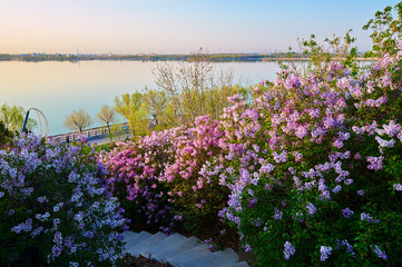 The lilacs are in full bloom lakeside.