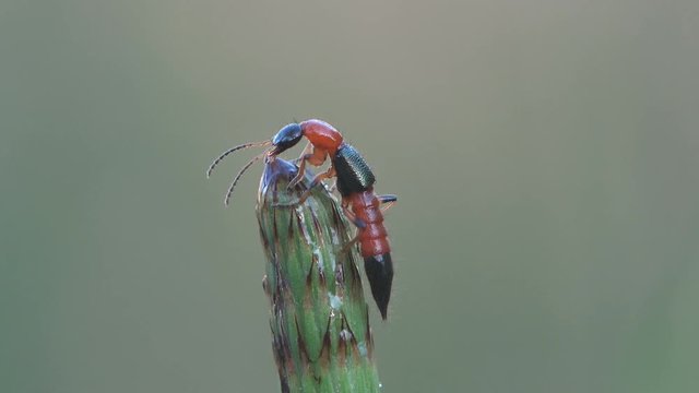 Paederus is genus of small beetles of the family Staphylinidae, rove beetles. Close-up insect