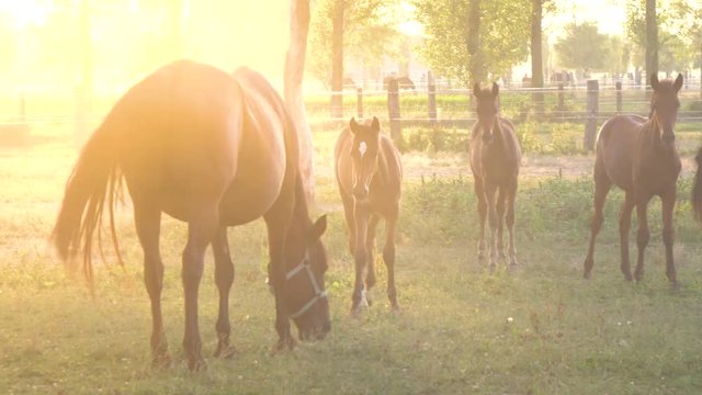 Large and young horses graze in a tranquil grassy field on a breathtaking golden lit summer evening. Beautiful morning sunlight shines on a herd of chestnut colored horses feeding on a beautiful ranch