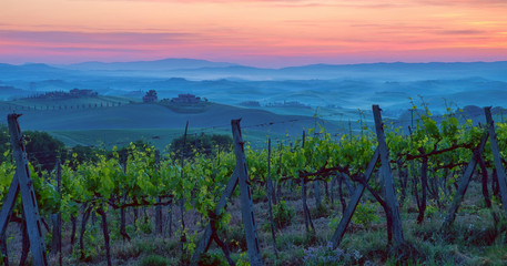 Vineyard in Tuscany, Italy at dawn