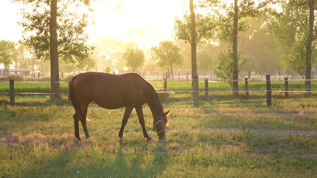 Beautiful thoroughbred foal grazes alone in a calm green field at picturesque sunrise. Lonely young horse feeding in a picturesque misty pasture is illuminated by breathtaking summer evening sunbeams.