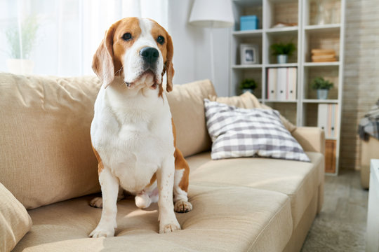 Portrait of purebred beagle dog sitting on couch in modern apartment interior and looking at camera, copy space