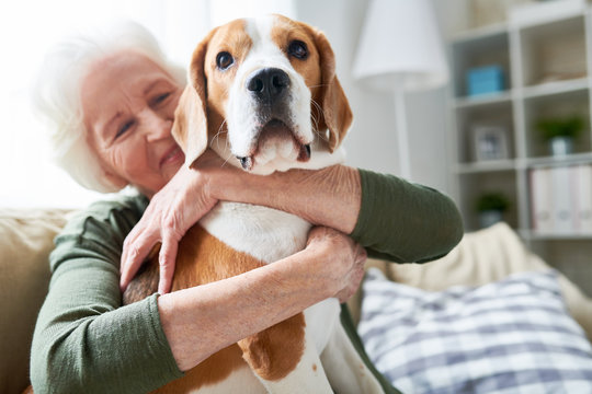 Portrait of elegant senior woman hugging pet dog tenderly and smiling happily while enjoying weekend at home sitting on comfortable couch in modern apartment, focus on beagle dog in foreground