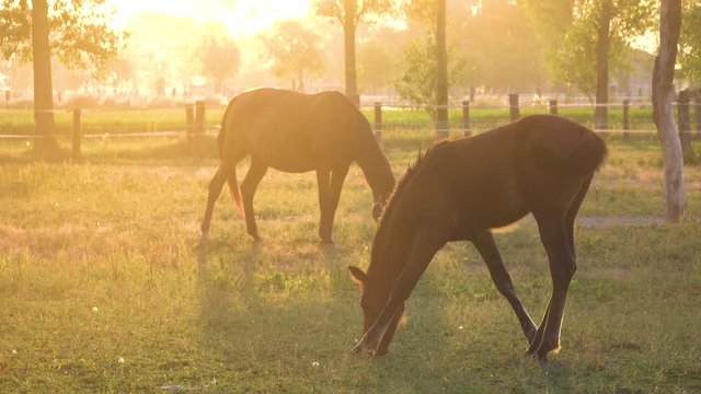 Lens flare two chestnut colored horses graze in a beautiful green ranch on a picturesque morning