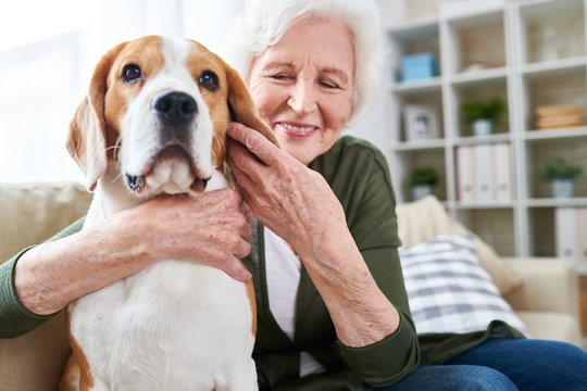 Portrait of happy senior woman lovingly hugging pet dog and smiling while enjoying weekend at home sitting on comfortable couch in modern apartment with her furry friend.