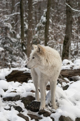 Gray wolf in the snow