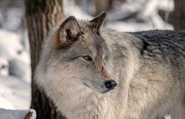 Gray Wolf in the Snow with a Scar on its Nose