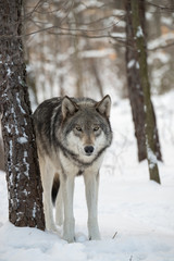 Obrazy na Szkle  Wilk leśny (znany również jako szary lub szary wilk) na śniegu