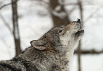 Obraz premium Timber Wolf (also known as a Gray or Grey Wolf) howling in the snow