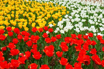 チューリップ。ひたちなか　茨城　日本。４月中旬。