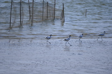 The birds of the sea