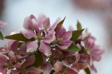 Obraz premium zierapfel 07