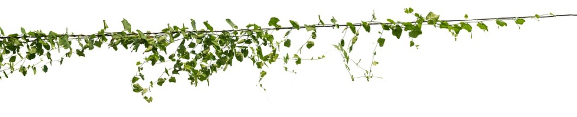 vine plant jungle, climbing isolated on white background. Clipping path