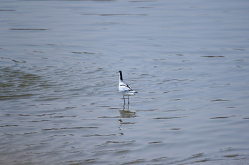 The birds of the sea