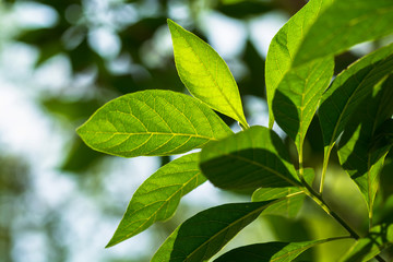 Background green leaves ecology greenery, clean soft texture