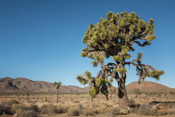 Joshua Trees located in Joshua Tree National Park, Twentynine Palms, California