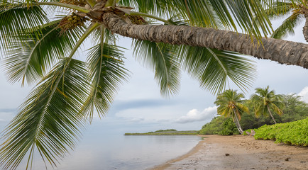 Fototapeta na wymiar Leaning palm tree on a beach on Molokai, Hawaii