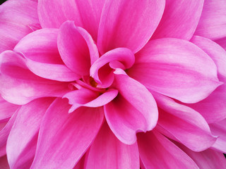 Closeup of blooming dahlia  flower in the garden