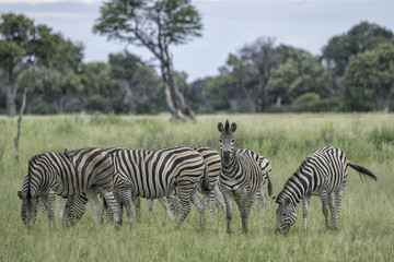 Herd of zebra on the savanna in Botswana