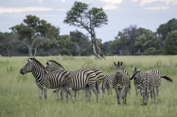 Fototapeta na wymiar Herd of zebra on the savanna in Botswana