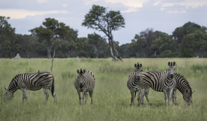 Fototapeta na wymiar Herd of zebra on the Okavango Delta savanna in Botswana
