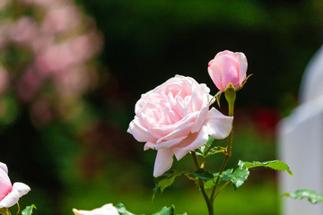 A flower taken at the Rose-ji Temple rose garden in Nara prefecture